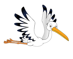 Storch